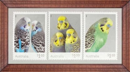 Australia Budgerigars Never Hinged