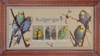 Australia Budgerigars Mint Never Hinged