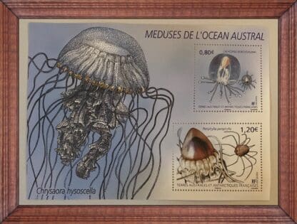 French Southern Antarctic Territory # Jellyfish